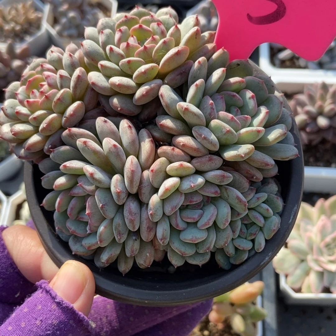 113白胖子多肉植物