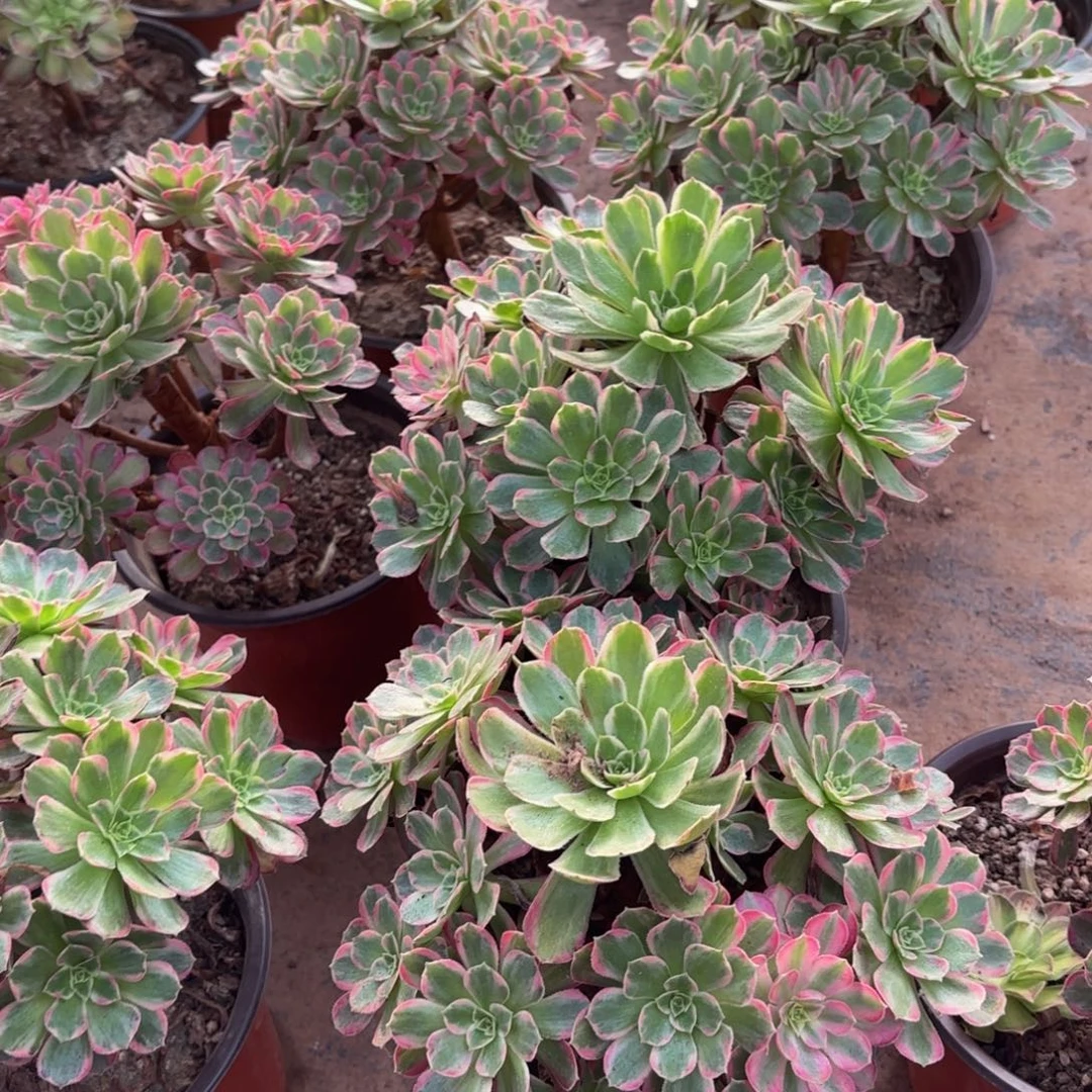 安娜法师9.9多肉植物