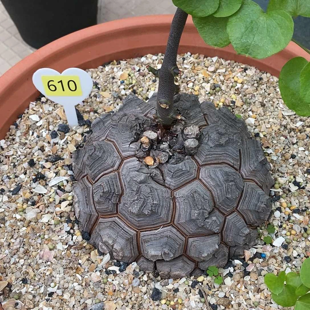 南非龟甲龙龟甲龙