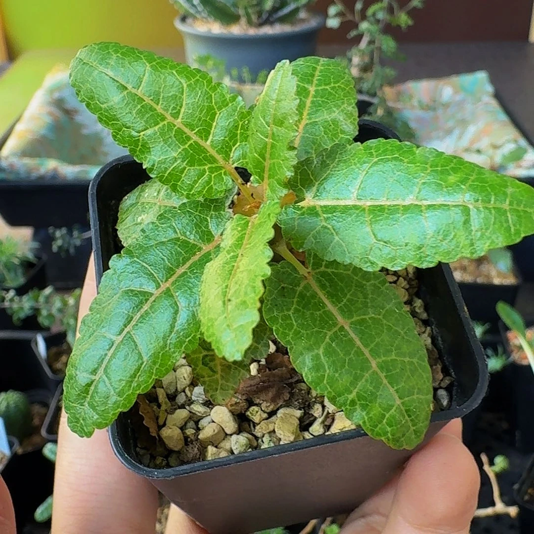 实生娜娜乳香带盆土顺丰空运包邮