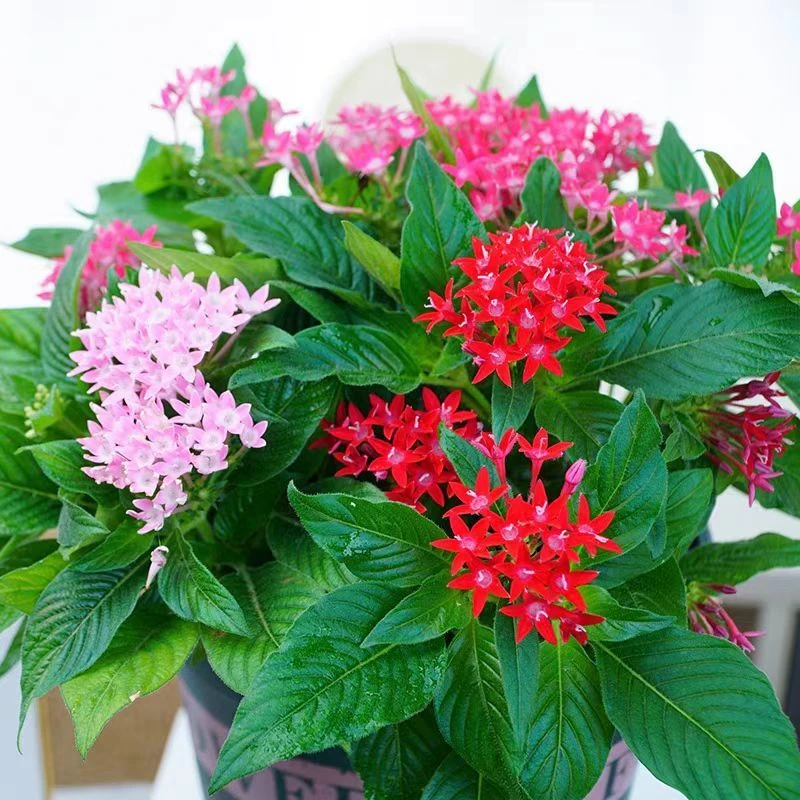 繁星花五星花盆栽带花苞耐热耐晒庭院阳台四季开花植物