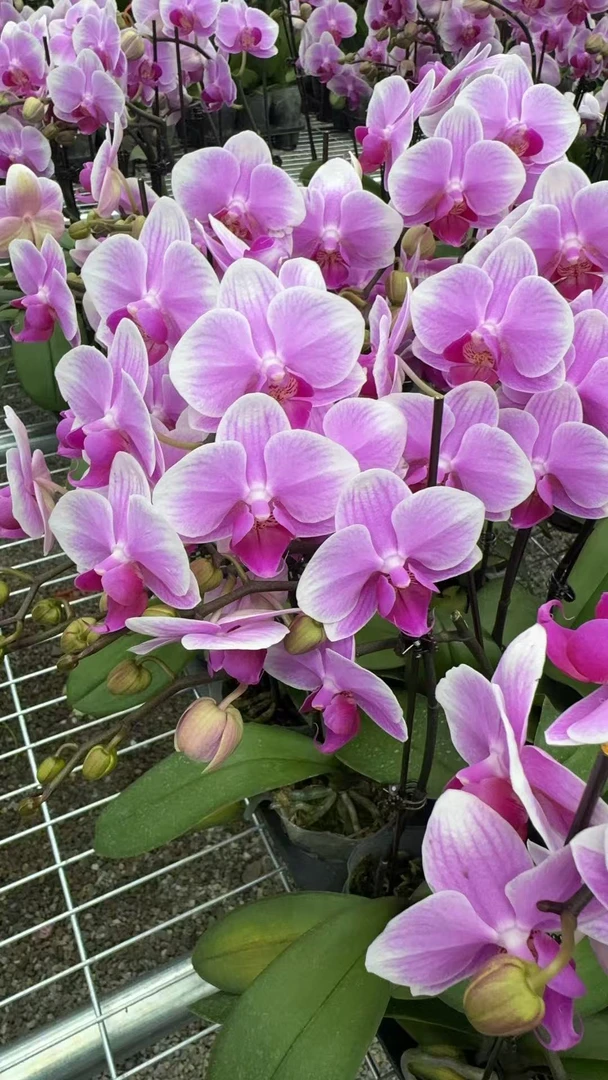 兰屿 LYSLAND【糖果3.0寸】蝴蝶兰鲜花盆栽