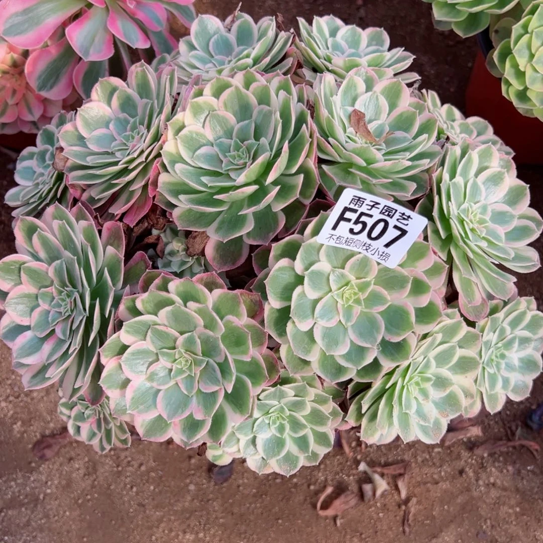 507孔雀翎尺寸28左右