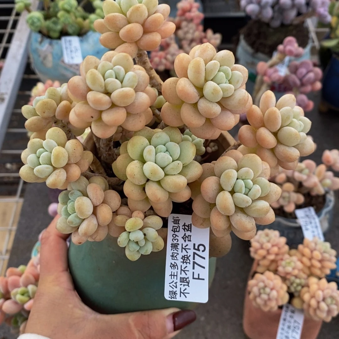 洛可可775/10cm的肉