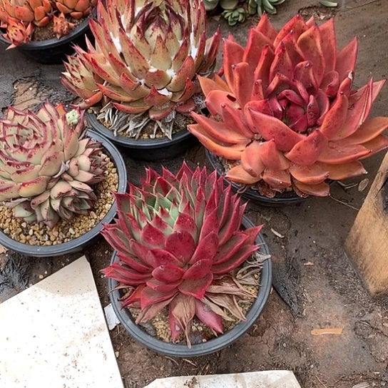 美**美美肉特价活动开始啦