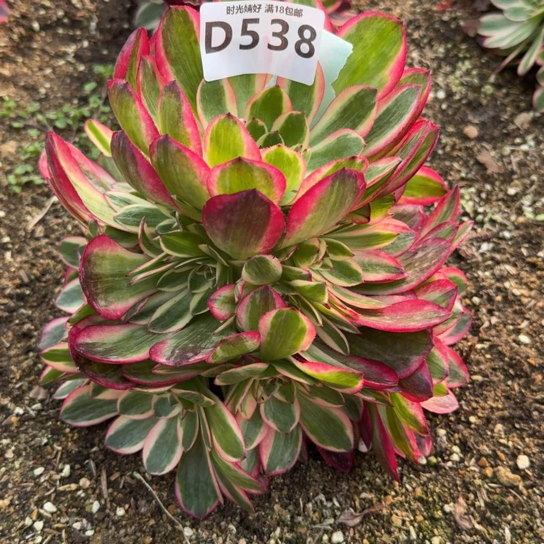 538云荷多肉植物