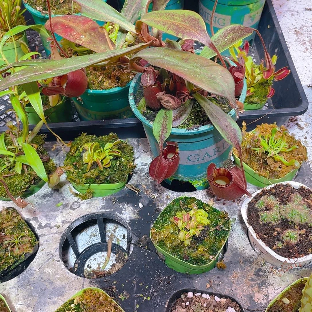 地龙海岛黑月猪笼草