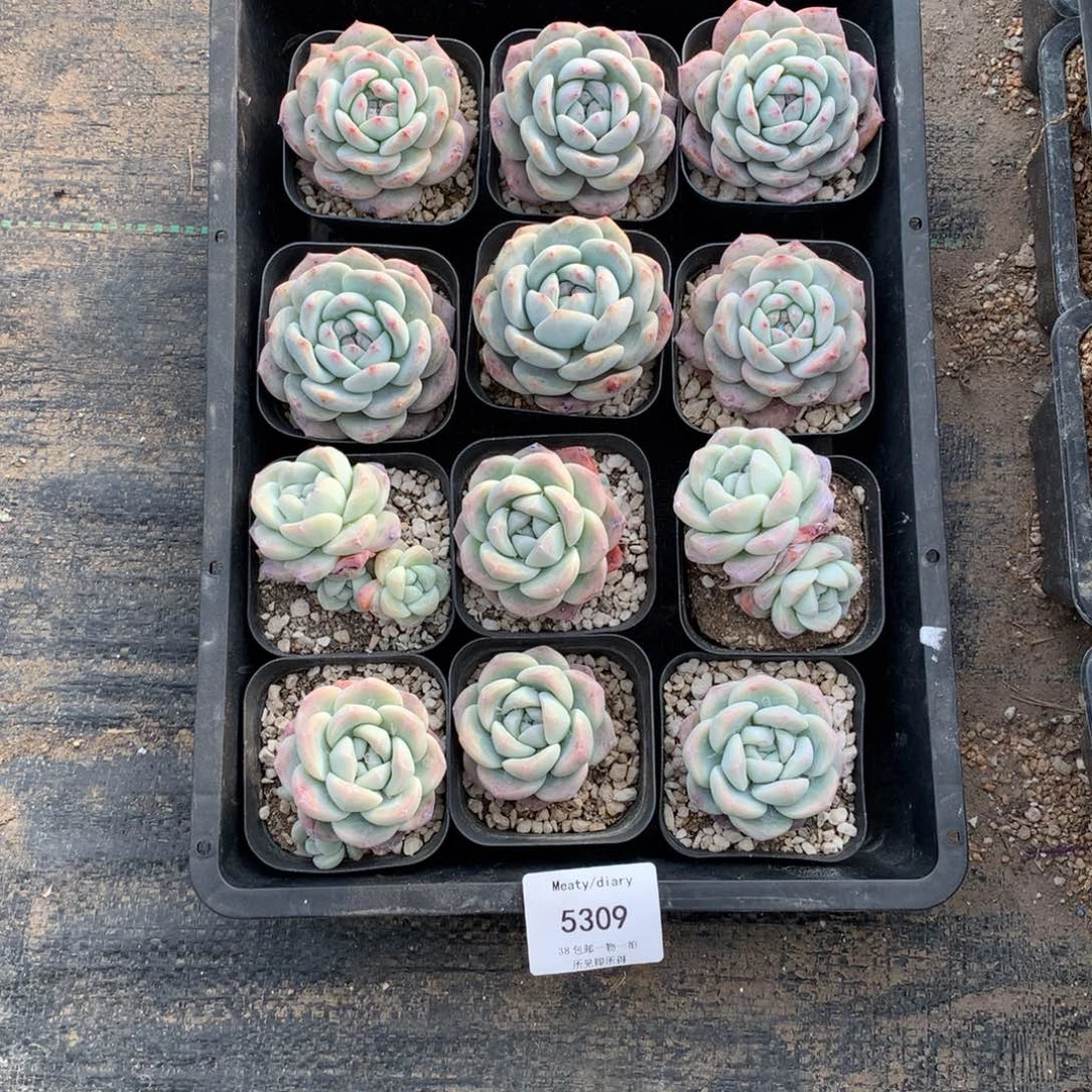 特5309冰玉橙子组合5到6厘米12颗一组脱土发