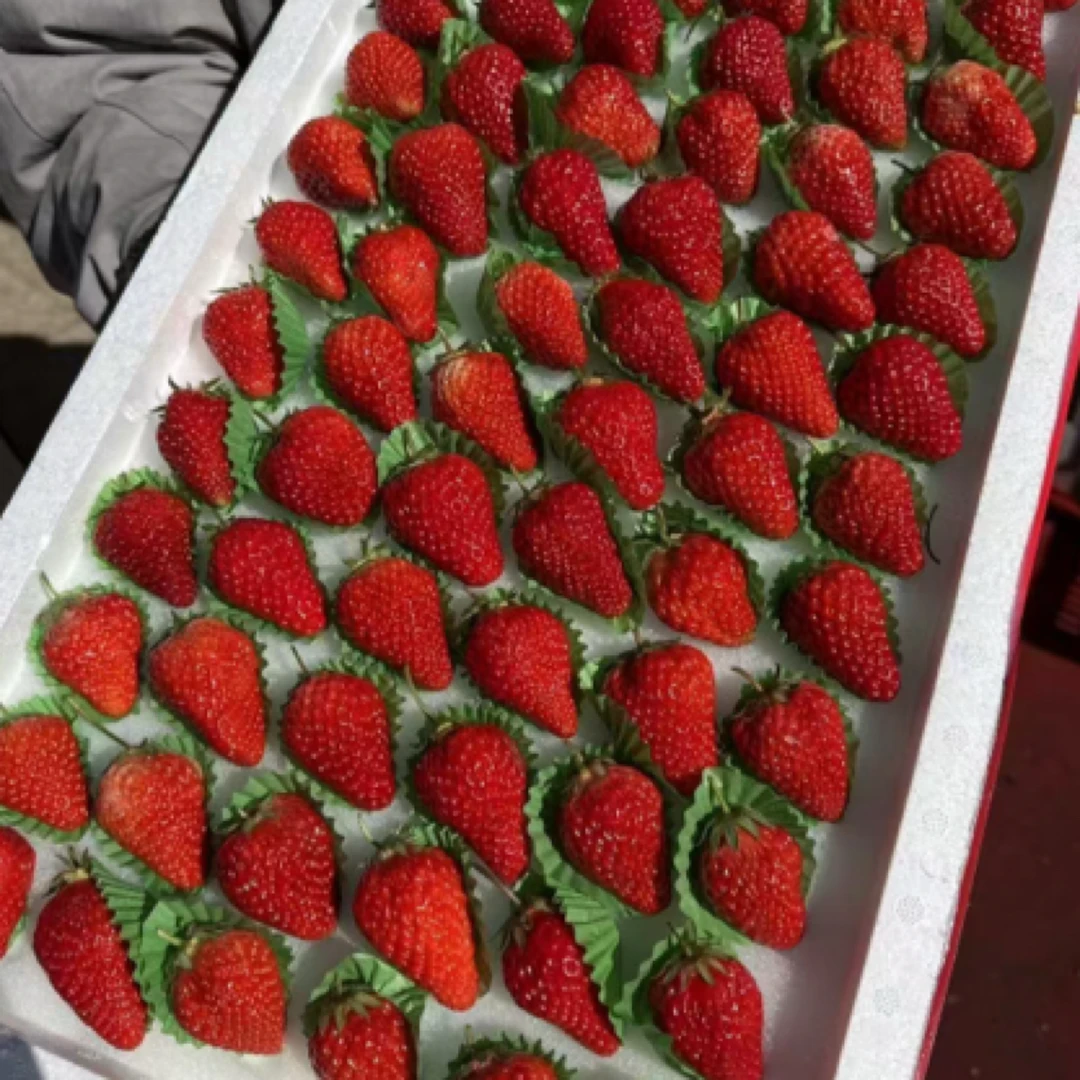 丹东九九大板草莓6排（g）99草莓