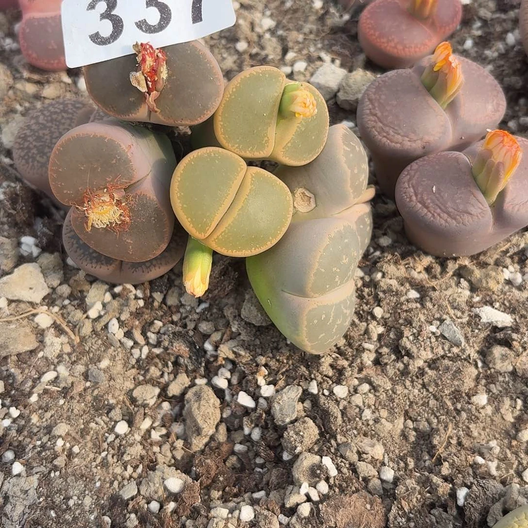 初***见生石花一物一拍3颗特价337
