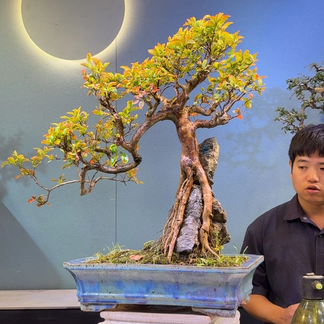 程***杰无花朵红花紫薇一物一拍