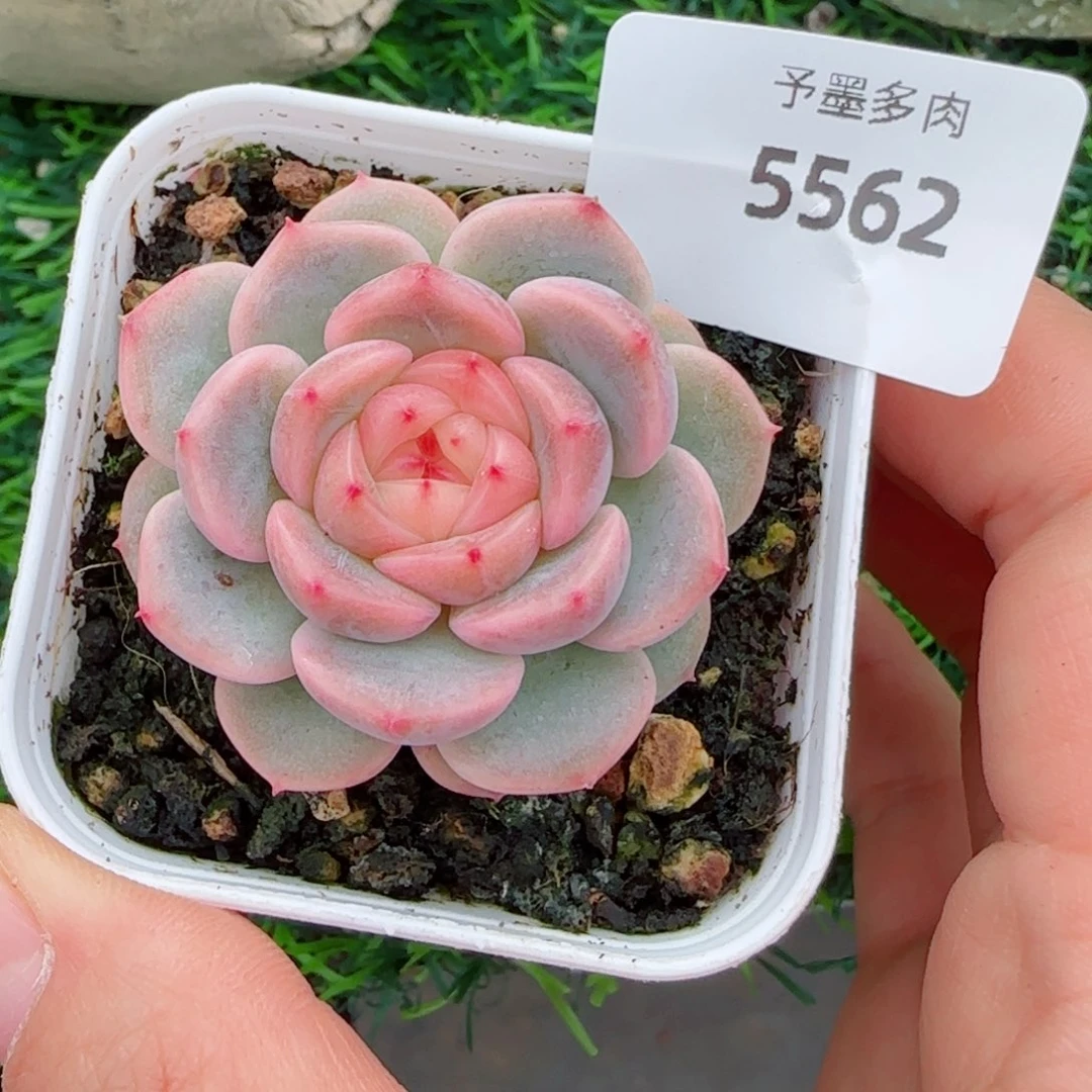 荔枝甜心，5562多肉植物
