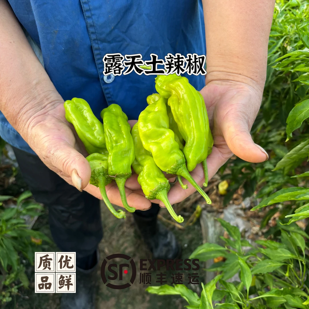 【露天土辣椒】安徽芜湖江北农户自种露天土辣椒中辣偏下口感笨辣椒