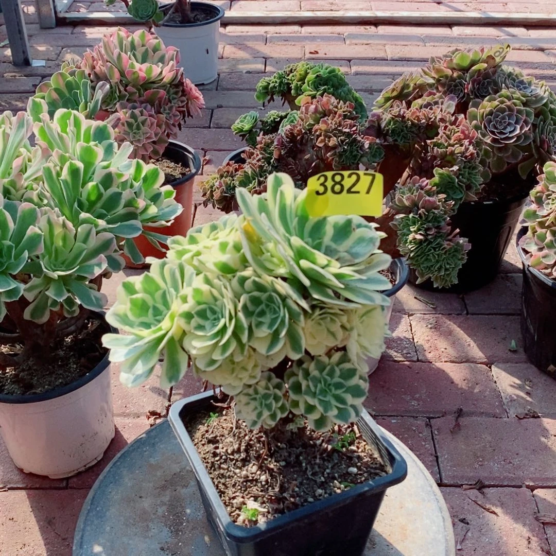 迈巴赫多肉植物3827