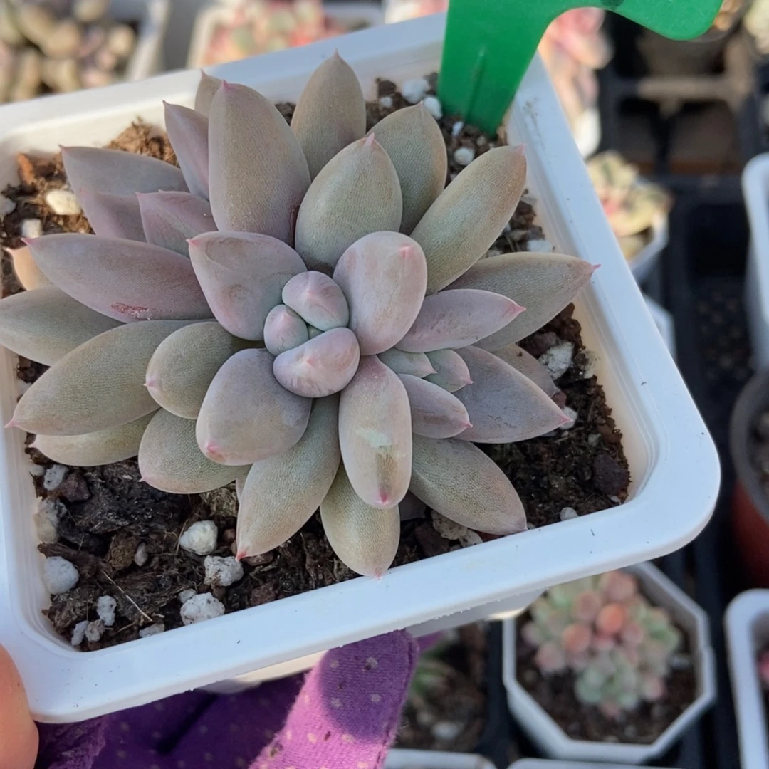 哥特多肉植物多肉