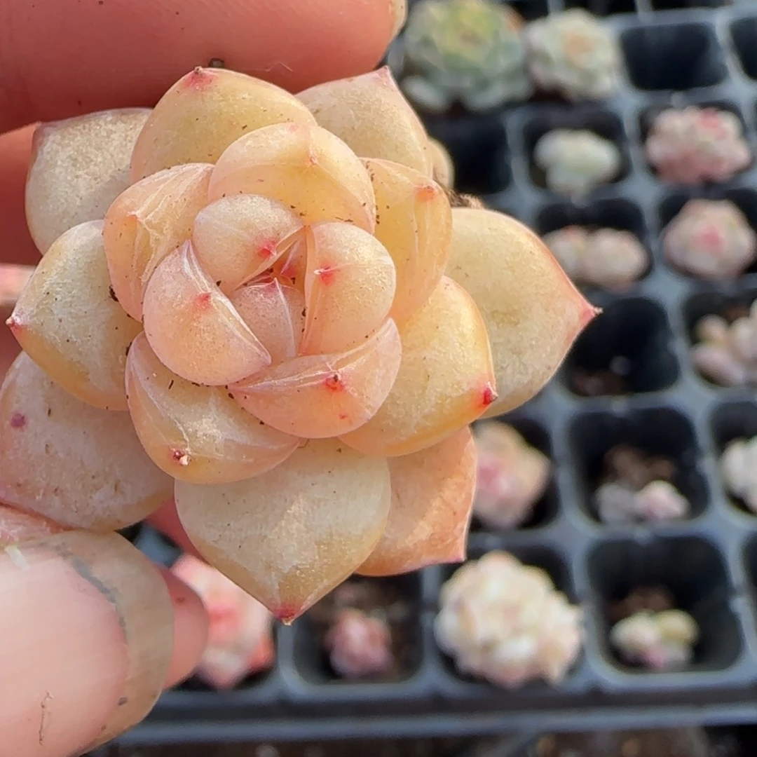 多肉小卡拉米糖心一物一拍