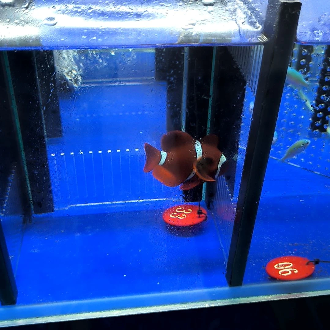 海水鱼透红6+/2-16-33