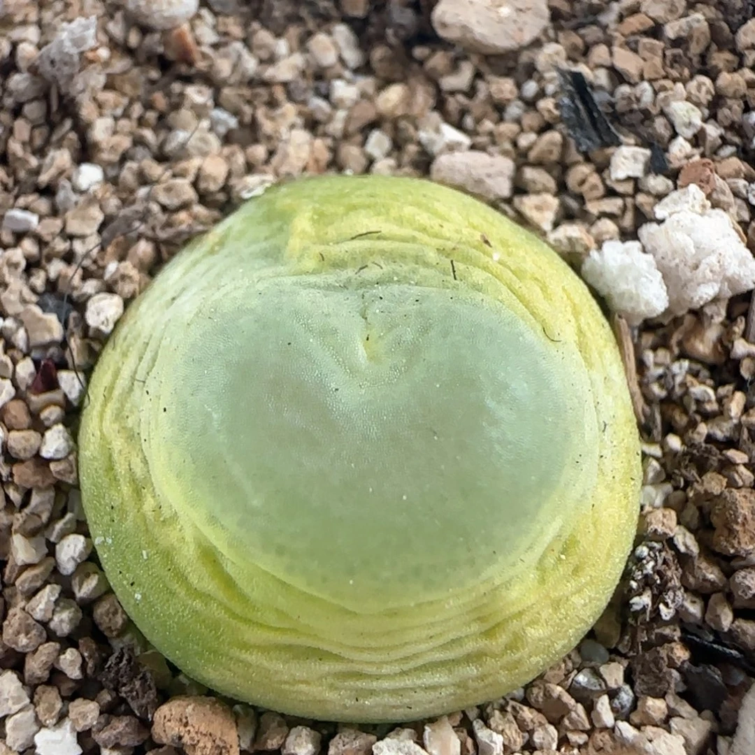 0005/尺寸1.6爱心登登/