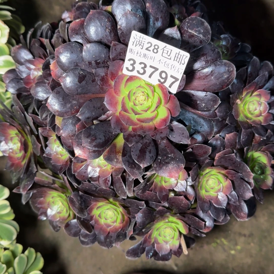 33797黑美人多肉植物