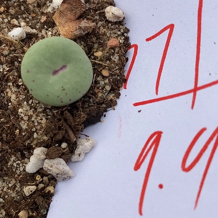 771紫体大嘴一颗。