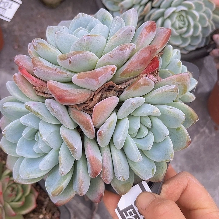 冰玉1050多肉植物