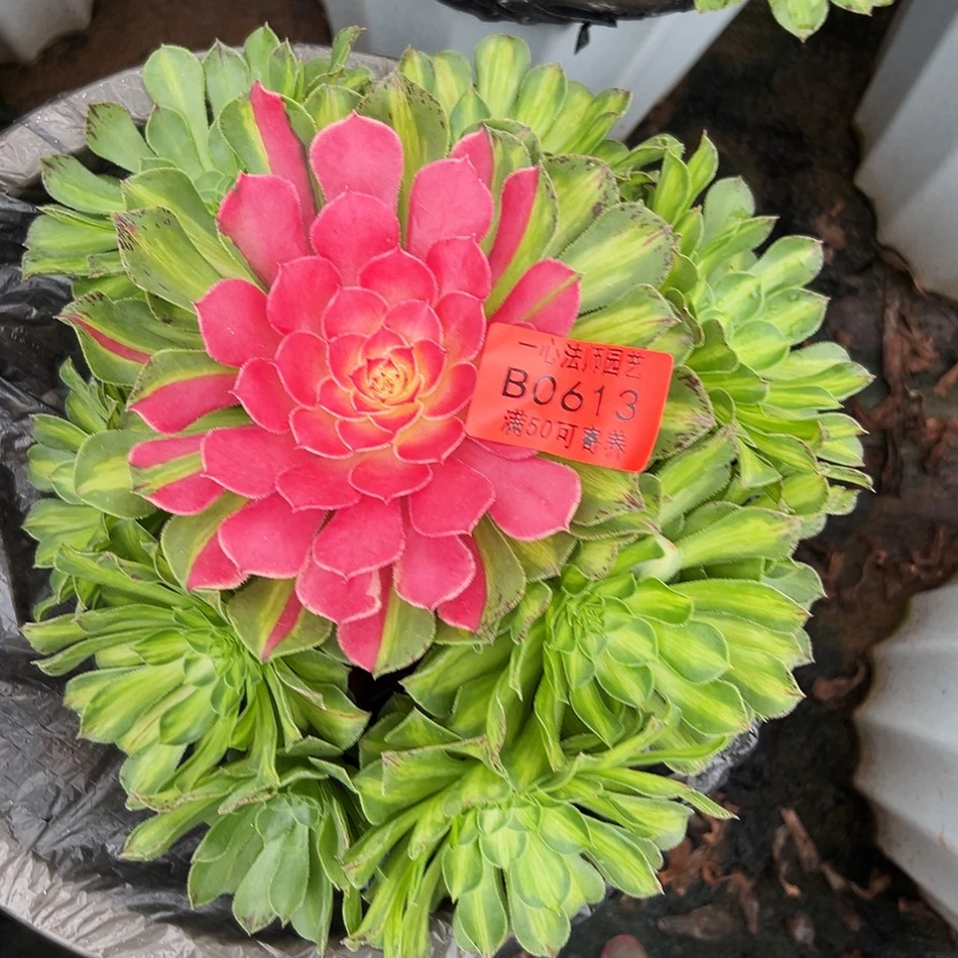 0613多肉植物知否