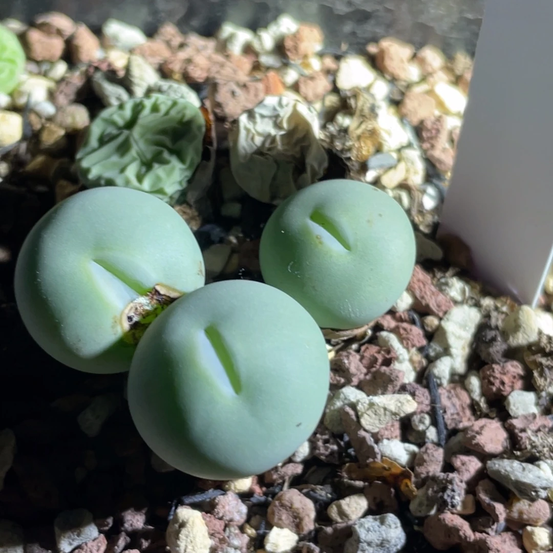 玻尿酸大嘴植物一物一拍