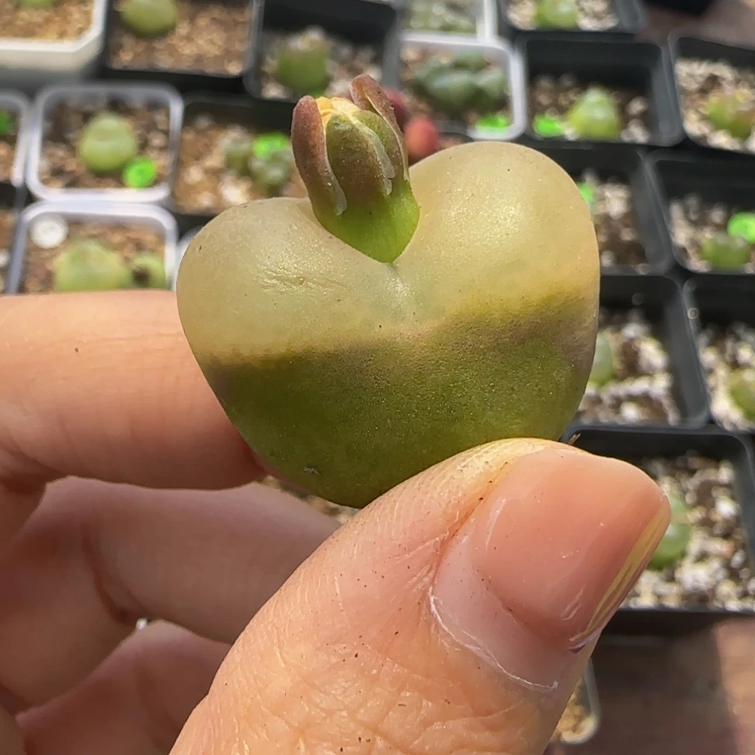 2.6（瑕疵）多肉植物416