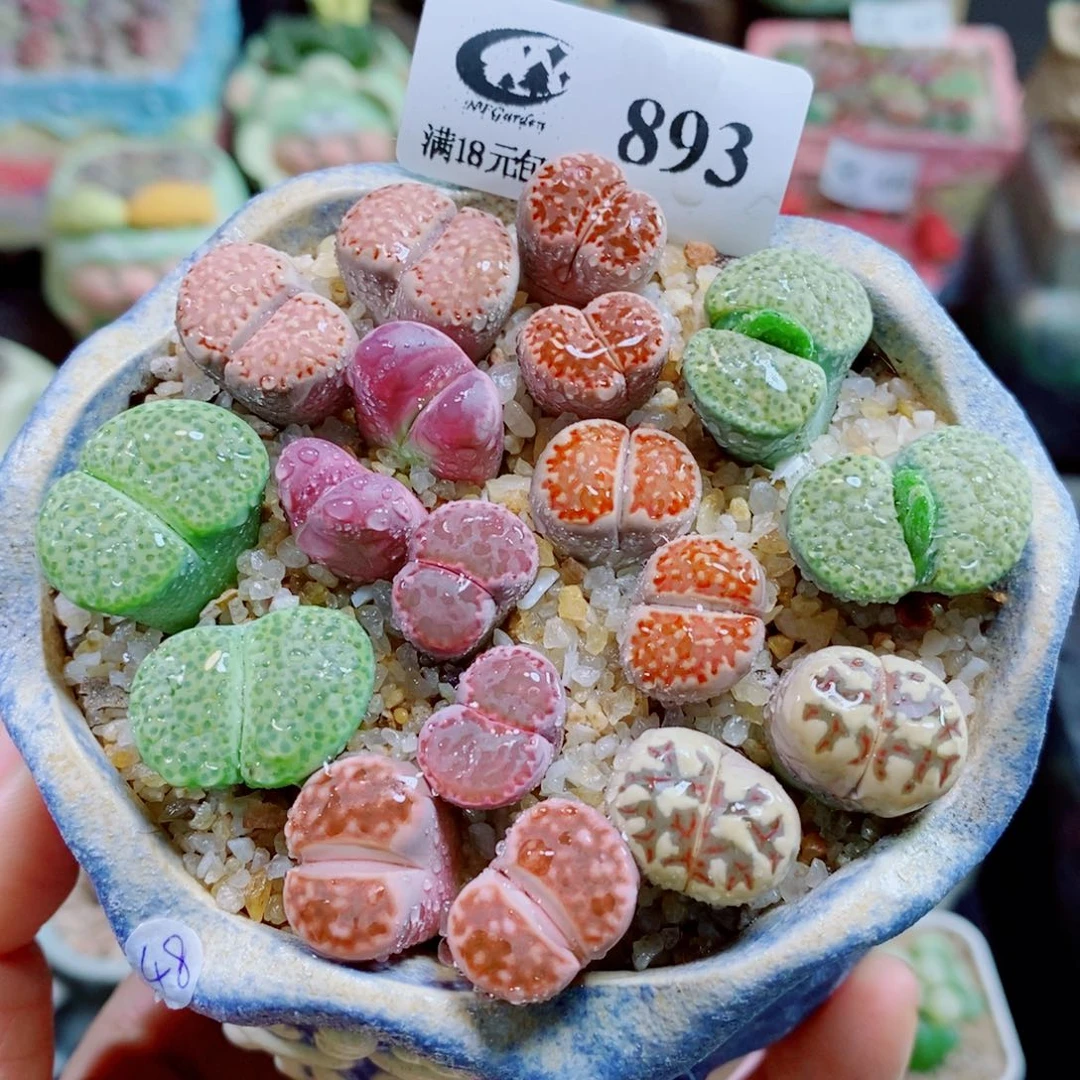 生石花花花花花花花893