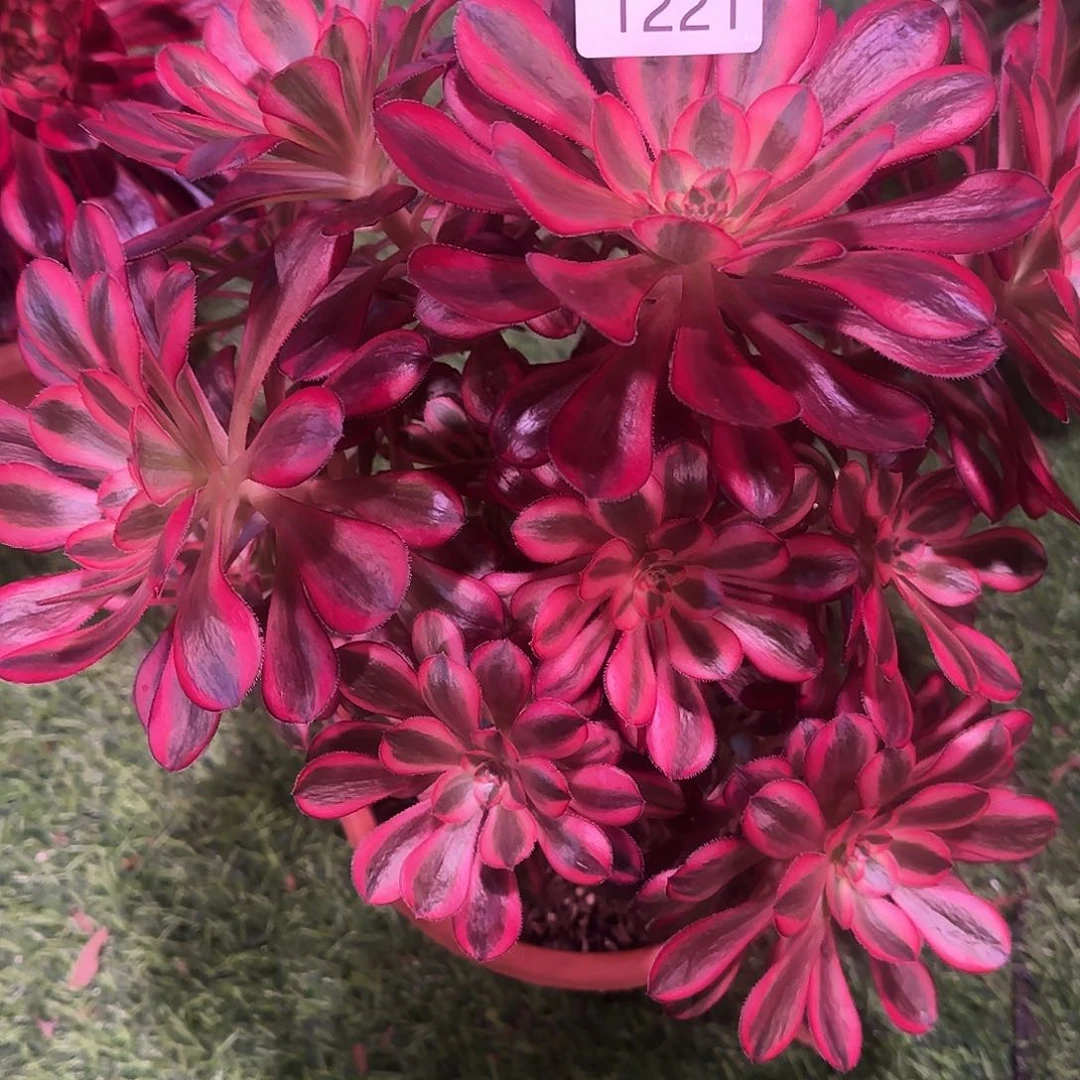 万**红多肉植物香奈儿1221