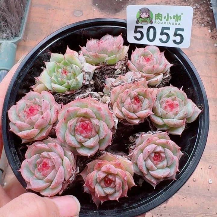 浅***浅多肉植物多肉植物