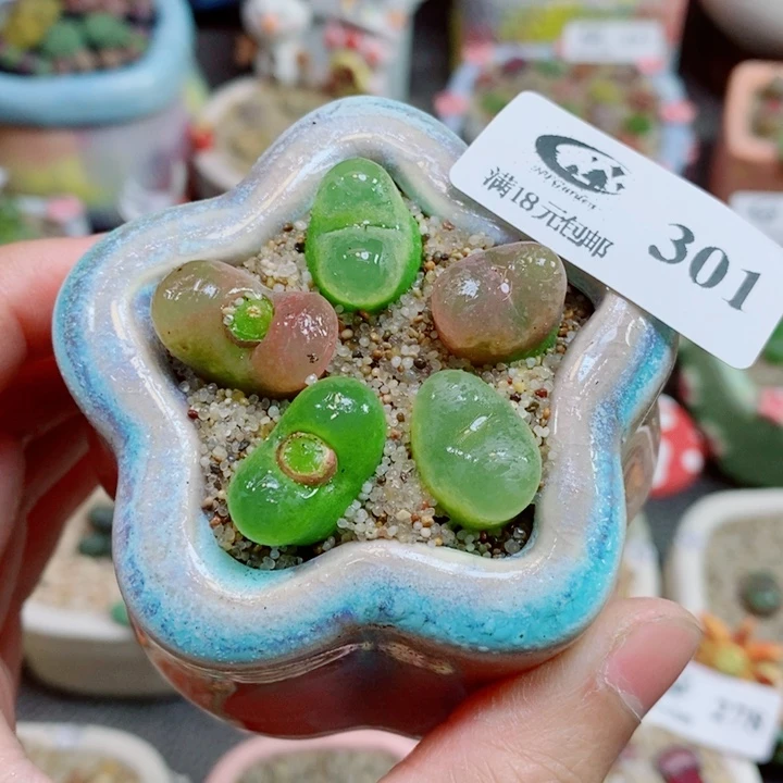 生石花花花花花花花301