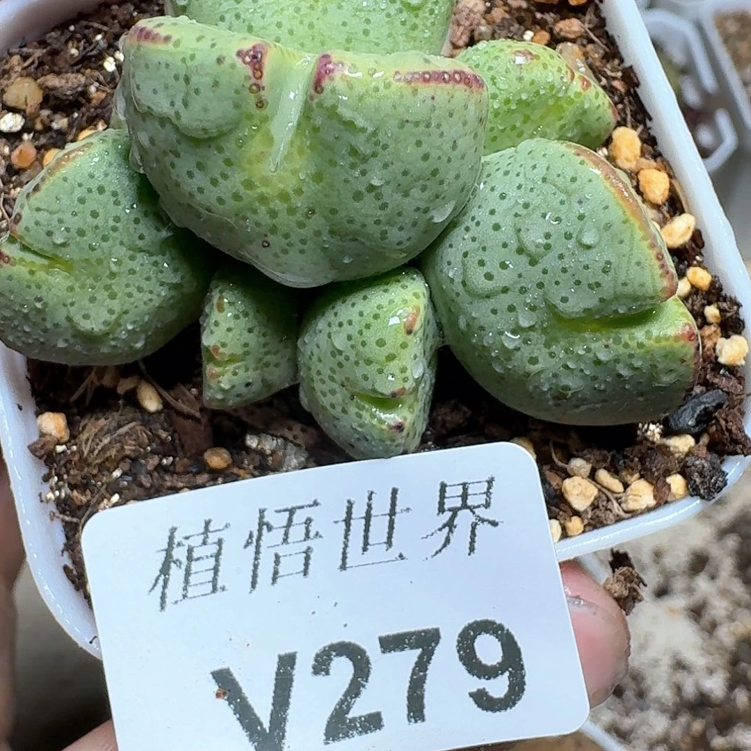 279家多肉植物哇c g h