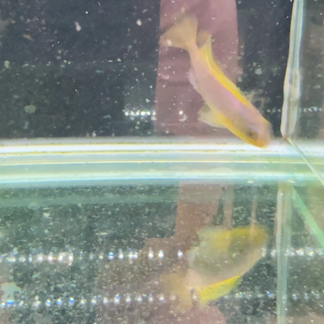 慈鲷834欧若拉。