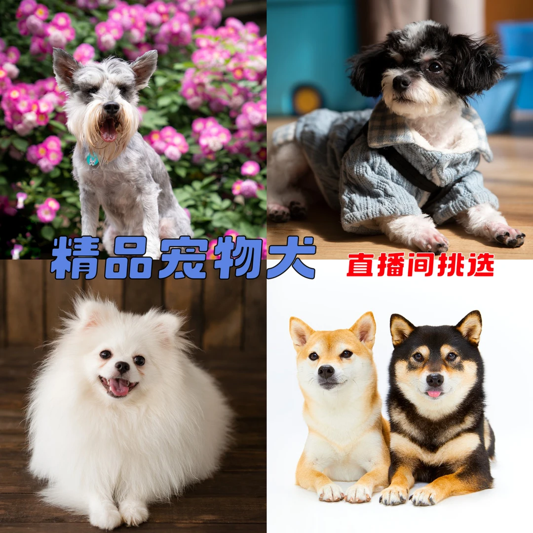 精品品种狗活体  直播间挑选 专属链接