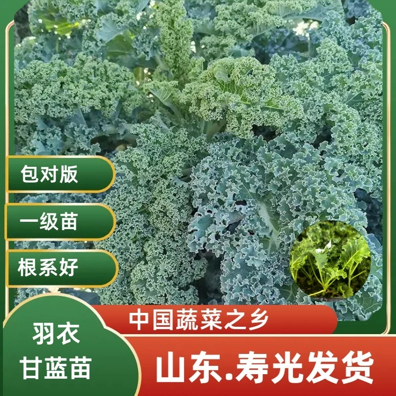 山东寿光正宗绿羽衣甘蓝大苗紫羽衣带土各种菜苗秧苗观赏食用耐寒