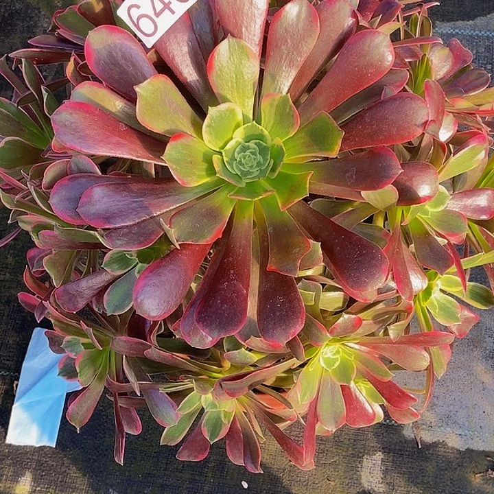 00000000000000643金丝玫瑰