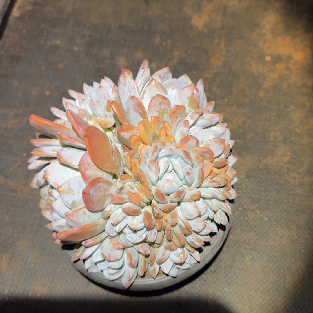 d***d朵朵橙梦路多肉植物