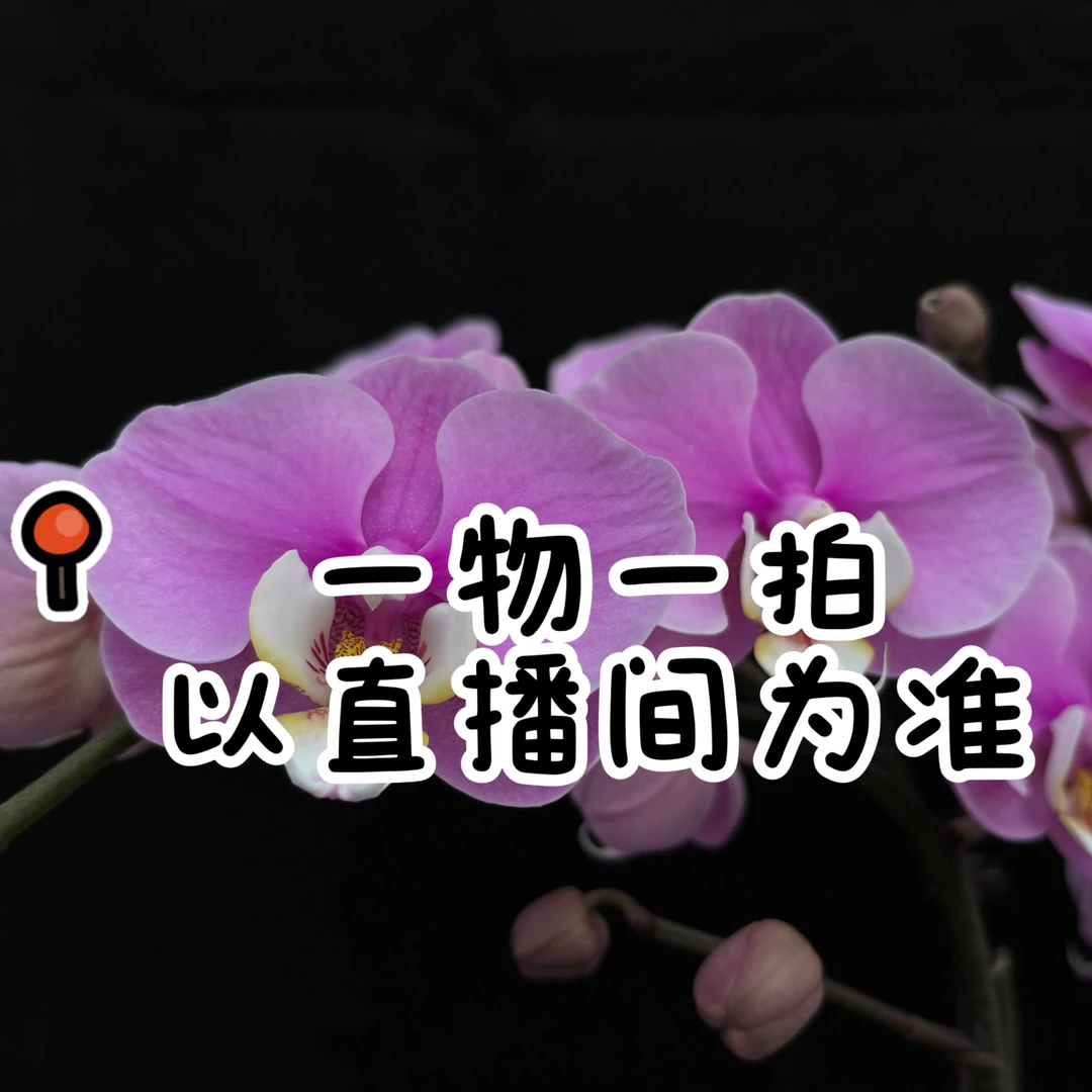 蝴蝶兰【一物一拍】扣号下单（201-300）