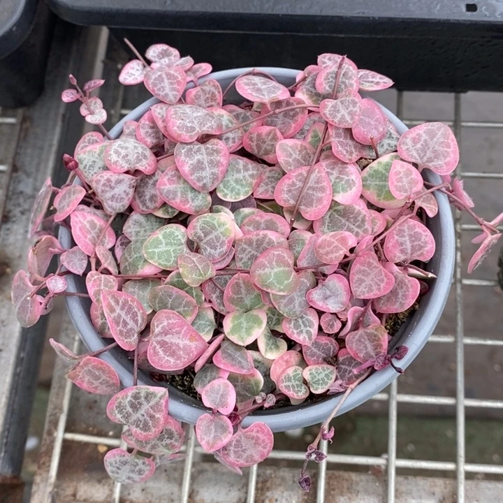 伯克利和格蕾纳等著名音乐
