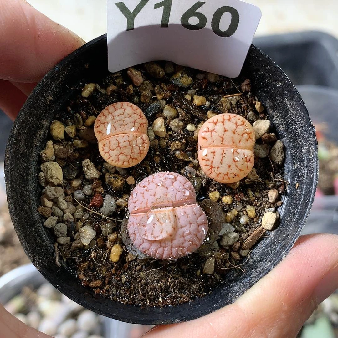 Y160多肉植物保护