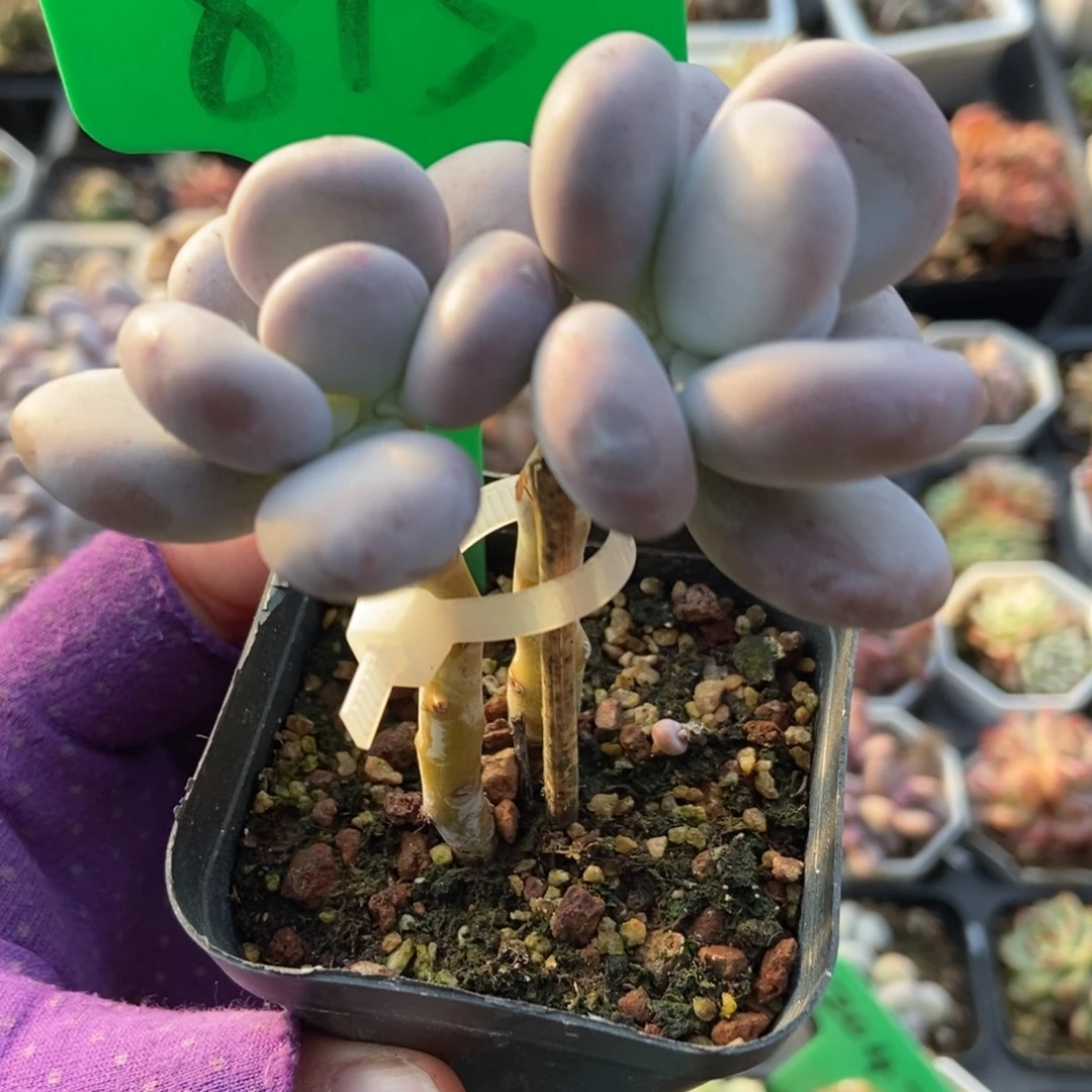 815油煎多肉植物多肉