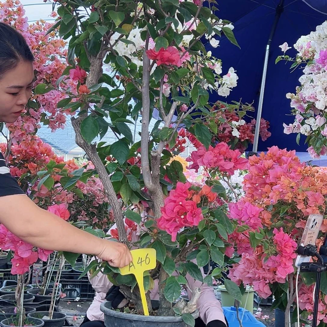 所***途大部分花苞少量开放A46同安红