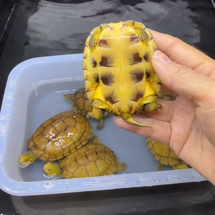 公母搭配绿毛龟老*