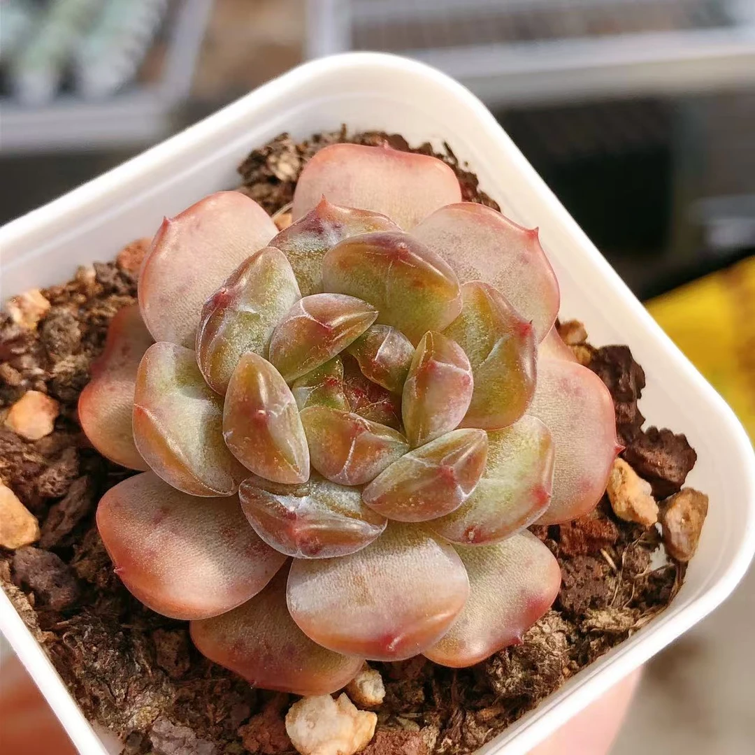 41号多肉植物  五方盆单头红恋一颗（尺寸3-4左右）满28包邮除偏远