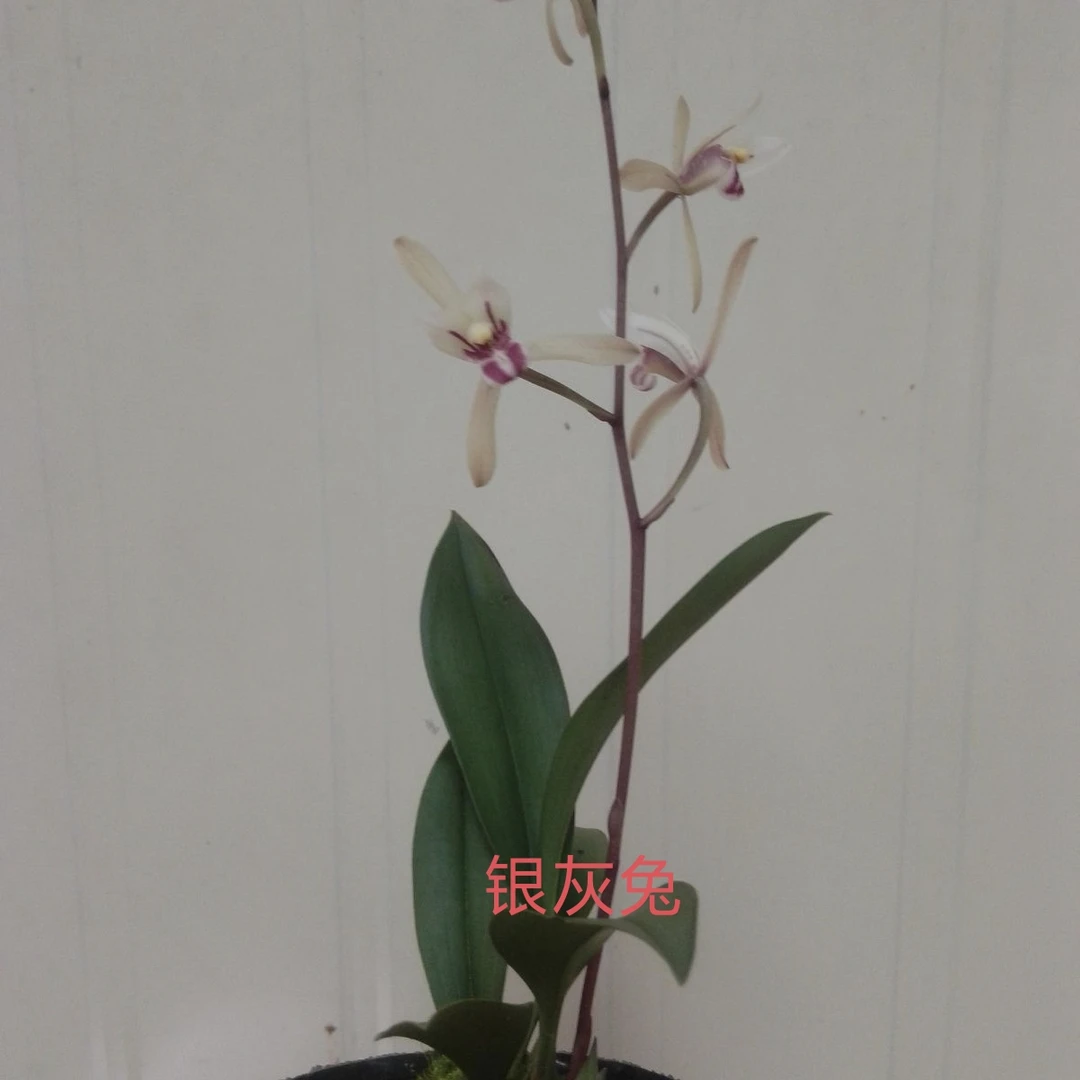 （银灰兔）（磨沙兔）各五棵