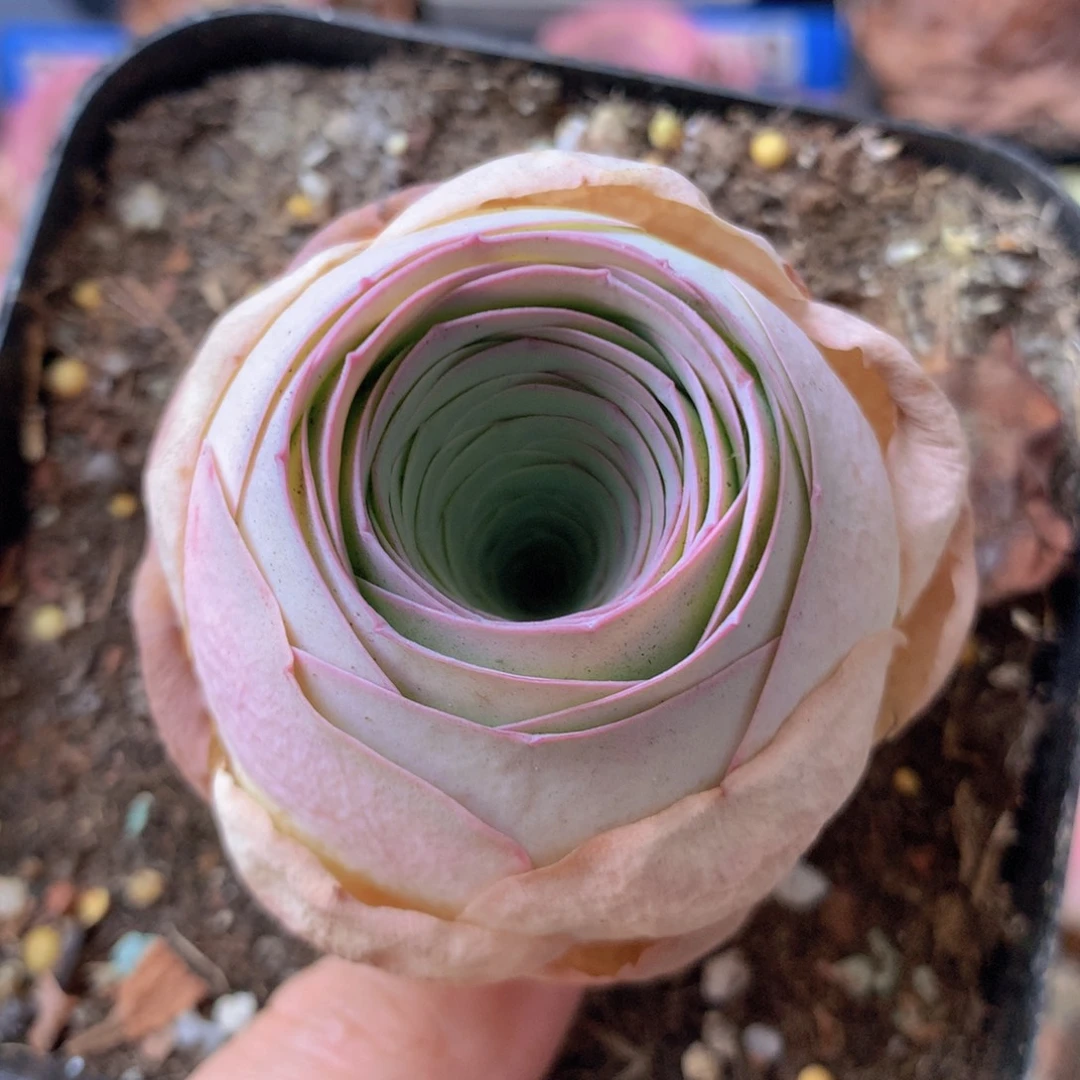 一物一拍星辰福利560