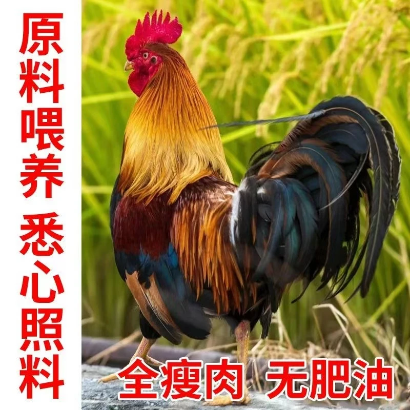 正宗散养2年杀后净重8--13斤老公鸡笨公鸡杀后京东顺丰冷链运输