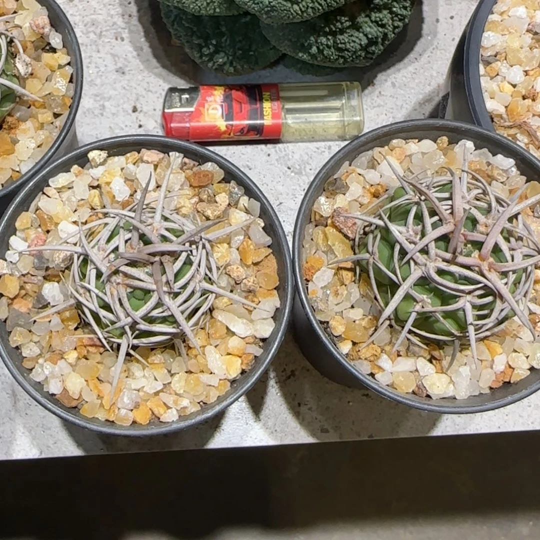 秃***贝实生仙人球特价一颗