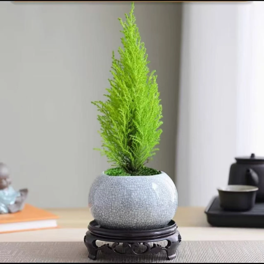 北欧风小香松桌面盆栽四季常绿花卉可净化空气如同迷你圣诞树